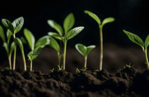 Growing Your Audience